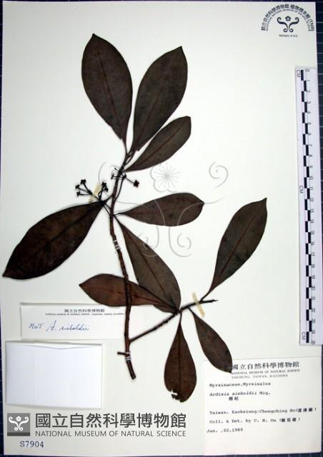 樹杞藏品圖，第1張