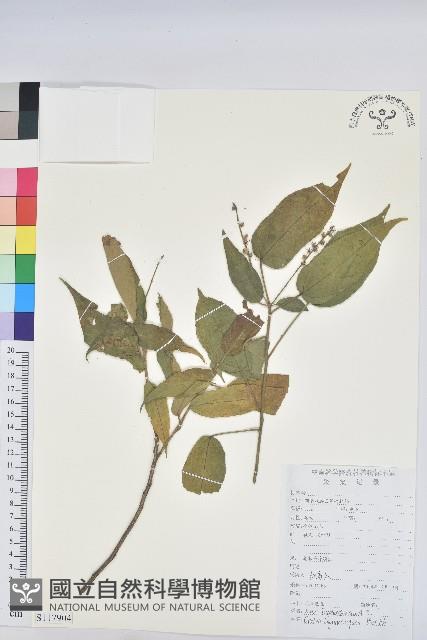 毛果巴豆藏品圖，第1張