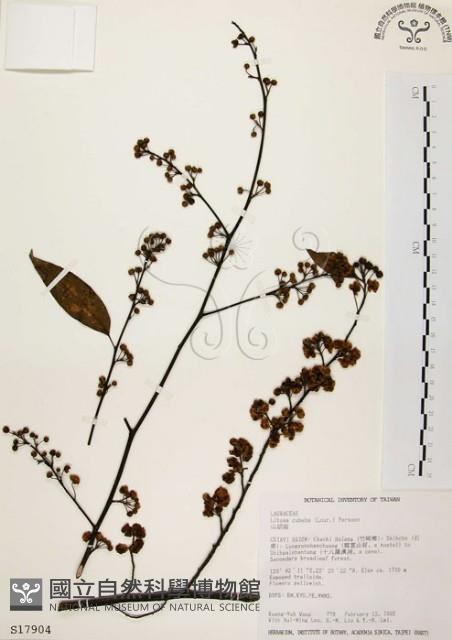 山胡椒藏品圖，第1張