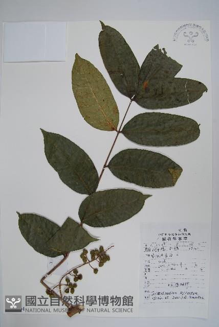 木蜡樹、野漆樹藏品圖，第1張