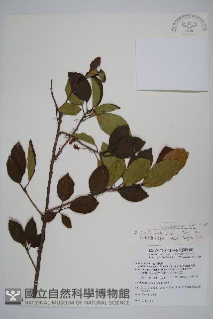 紅莖獼猴桃藏品圖，第1張