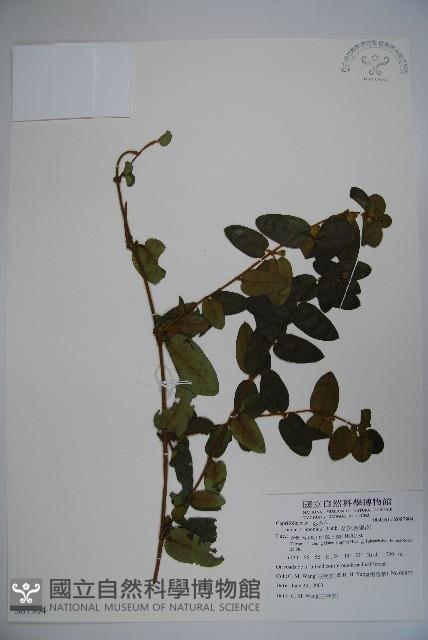 忍冬、金銀花藏品圖，第1張