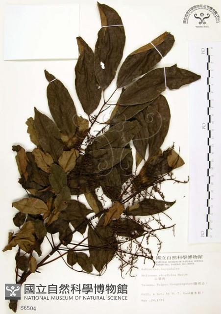 山豬肉藏品圖，第1張