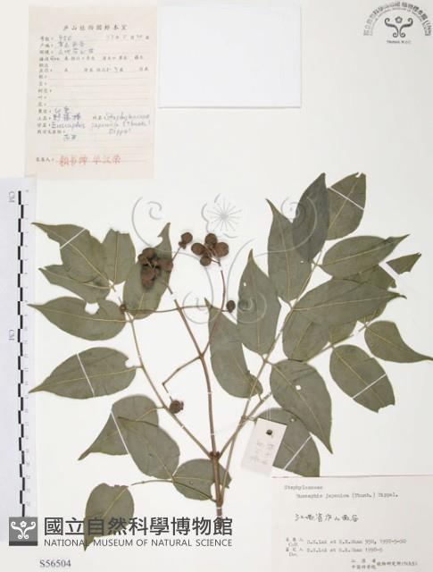 灰色木藍藏品圖，第1張