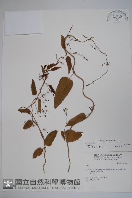 通天蓮藏品圖，第1張