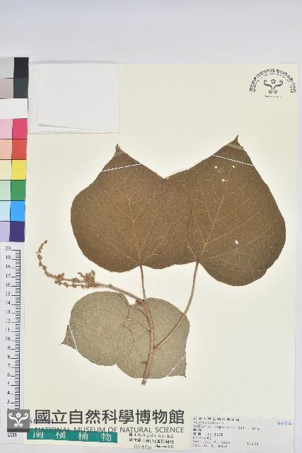 野桐藏品圖，第1張