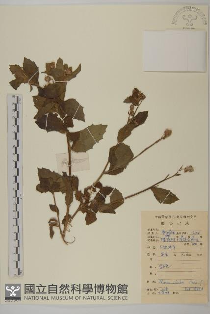 七里明艾納香藏品圖，第1張