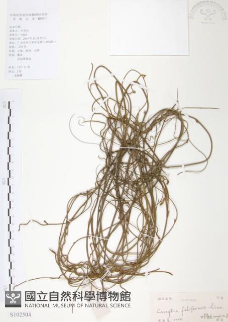 無根草藏品圖，第1張