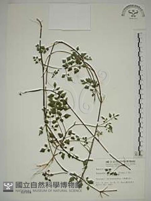 水芹菜藏品圖，第1張