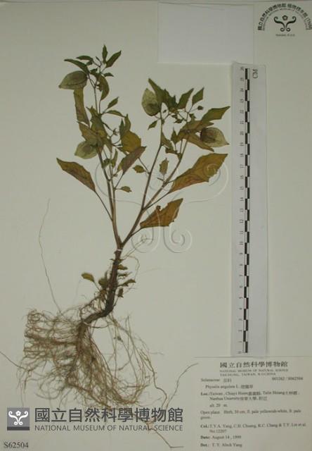 燈籠草藏品圖，第1張