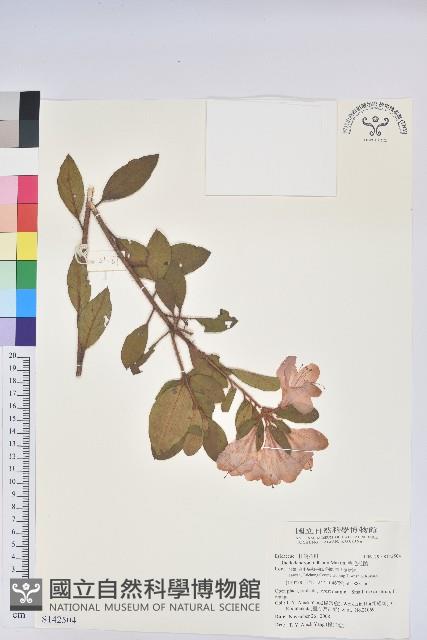 金毛杜鵑藏品圖，第1張