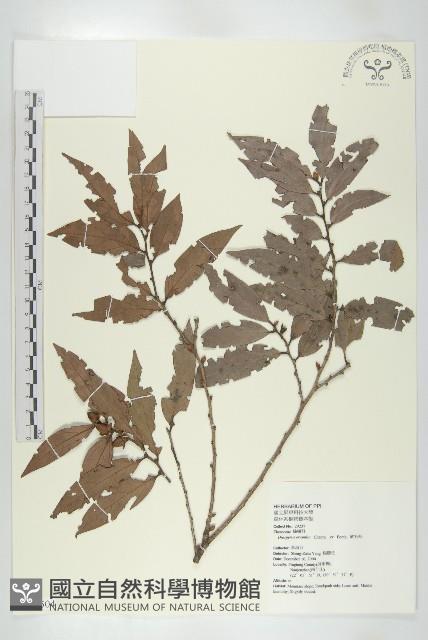 軟毛柿藏品圖，第1張