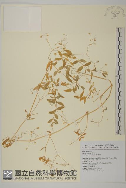 疏花繁縷藏品圖，第1張