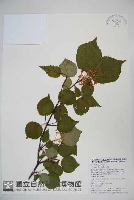 樺葉莢迷、玉山莢迷藏品圖，第1張