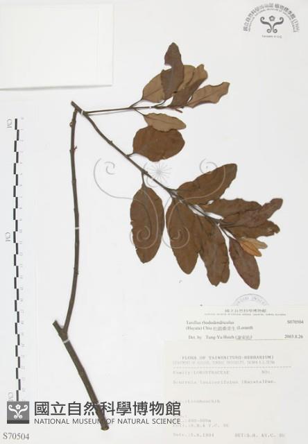 杜鵑桑寄生藏品圖，第1張