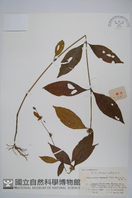 杜根藤藏品圖，第1張