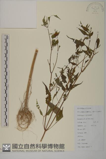 狼把草藏品圖，第1張