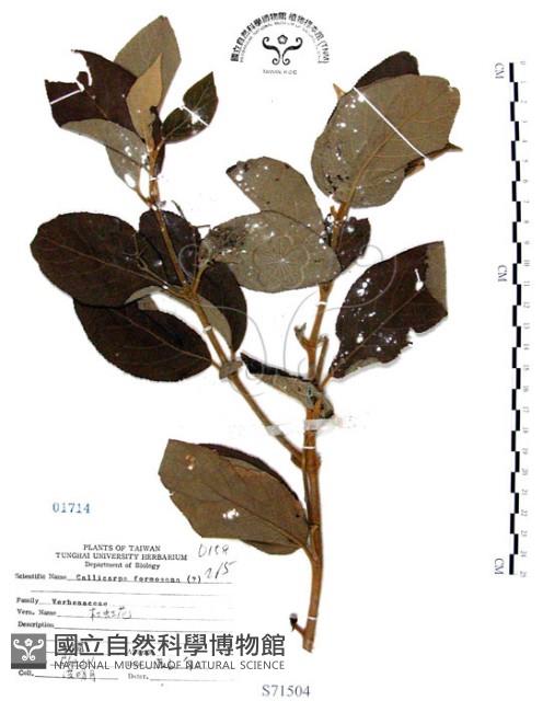 杜虹花，台灣紫珠藏品圖，第1張