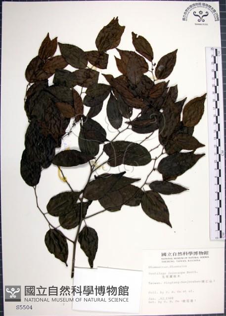 光果翼核木藏品圖，第1張