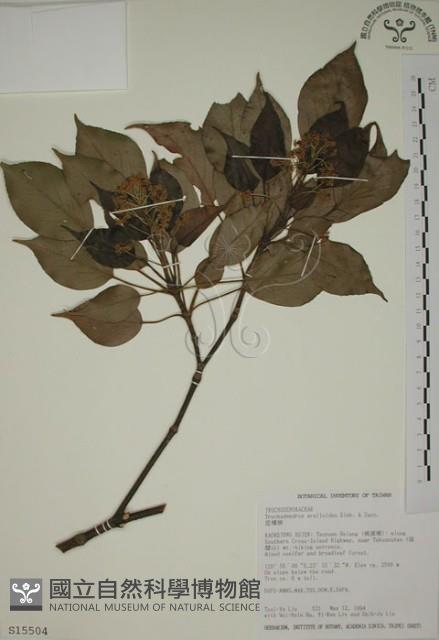 昆欄樹藏品圖，第1張