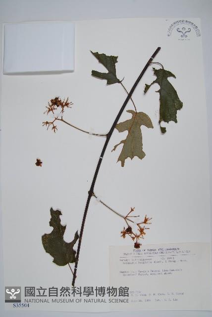 闊葉獼猴桃藏品圖，第1張