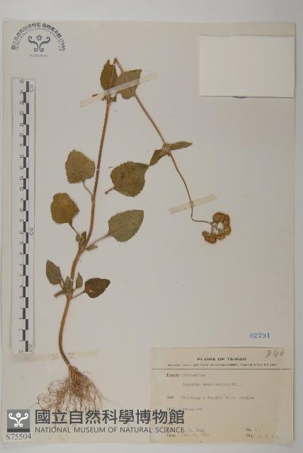 紫花霍香薊藏品圖，第1張