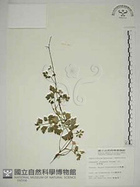 水芹菜藏品圖，第1張