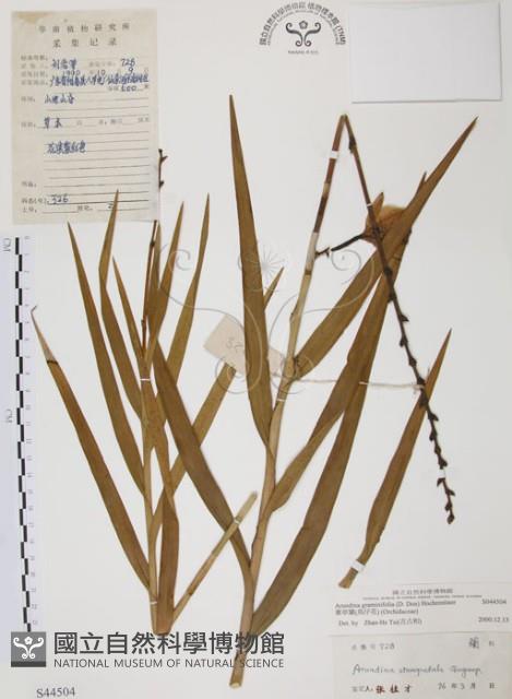 葦草蘭、鳥仔花、竹葉蘭藏品圖，第1張