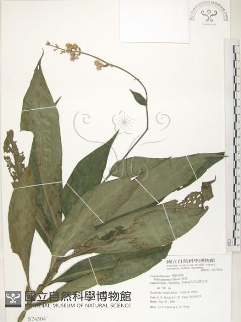 杜若藏品圖，第1張