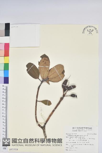 大白杜鵑藏品圖，第1張