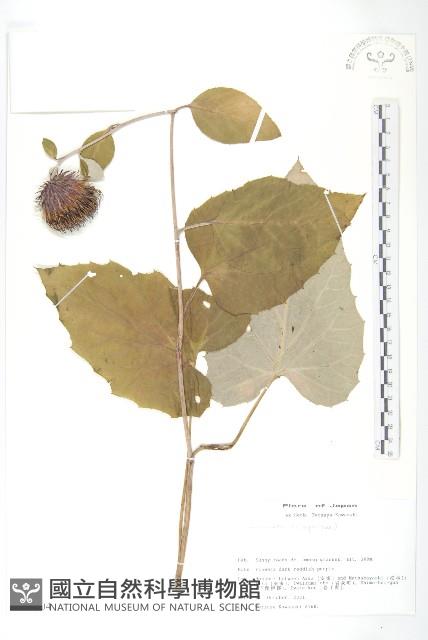 登錄號:S113504藏品圖，第1張