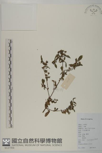 鱧腸藏品圖，第1張