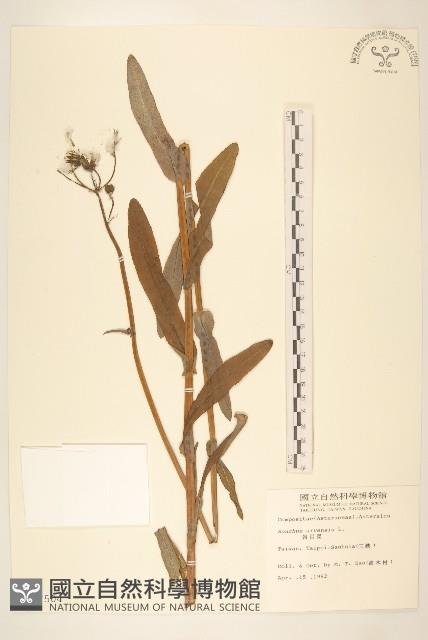 苦苣菜藏品圖，第1張