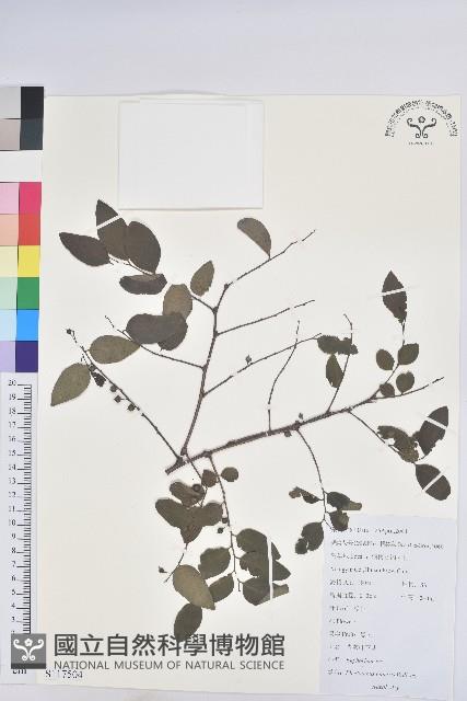 青灰葉下珠藏品圖，第1張