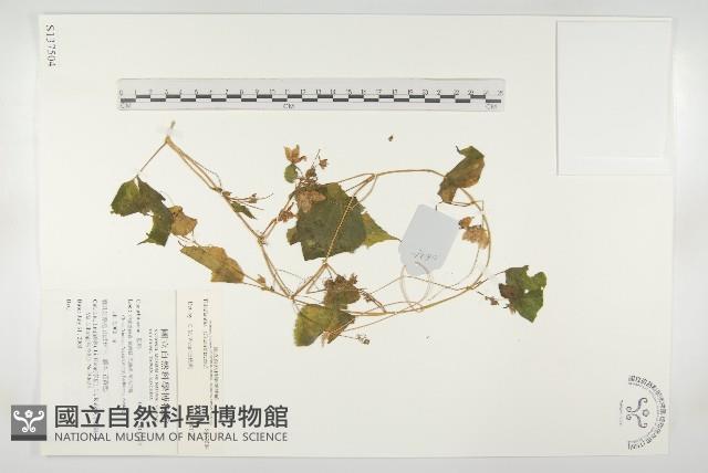 登錄號:S137504藏品圖，第1張
