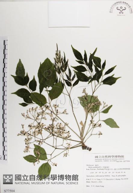 楝、苦楝藏品圖，第1張