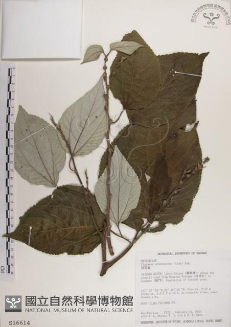 落尾麻藏品圖，第1張