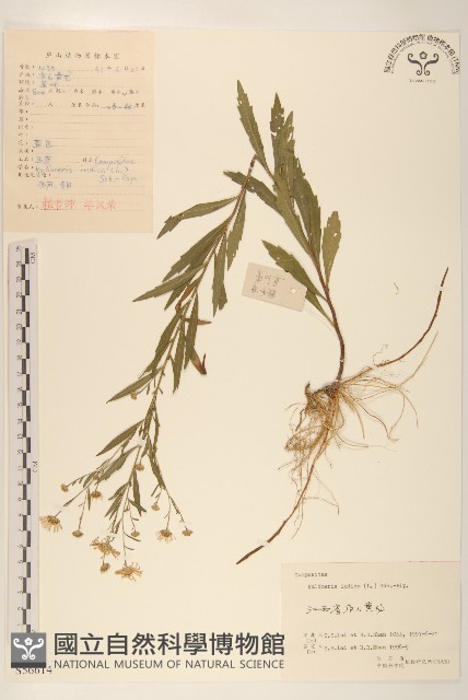 雞兒腸藏品圖，第1張