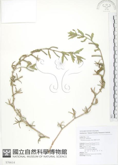 裂葉月見草藏品圖，第1張