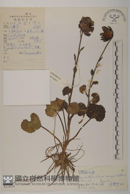 鐘花垂頭菊藏品圖，第1張