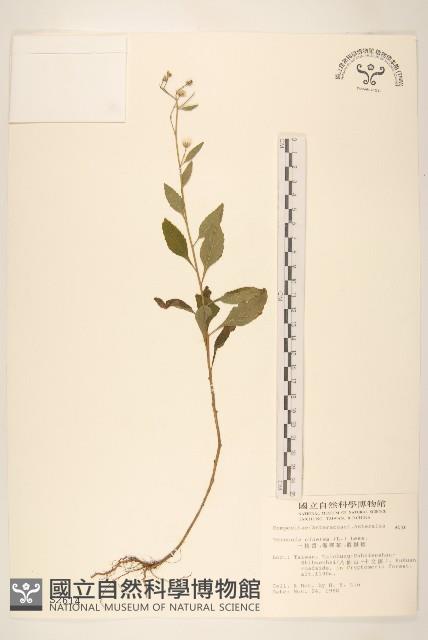 一枝香藏品圖，第1張