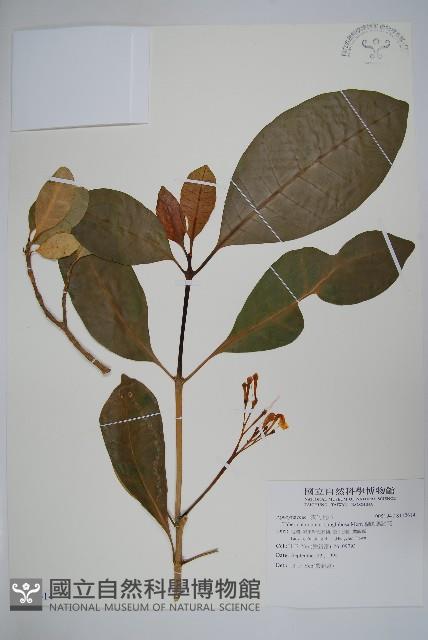 蘭嶼馬蹄花藏品圖，第1張