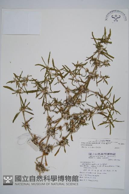 蓮子草藏品圖，第1張