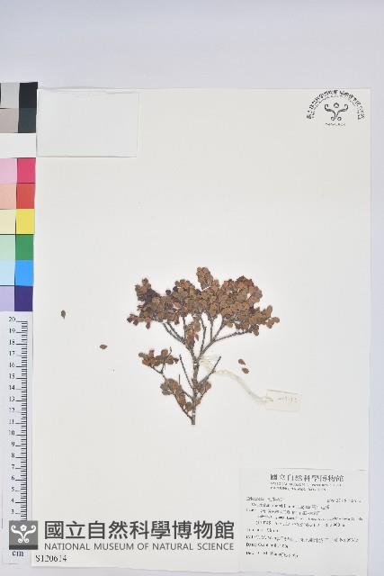 高山越橘藏品圖，第1張