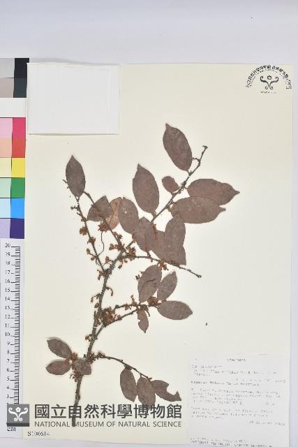 登錄號:S100614藏品圖，第1張
