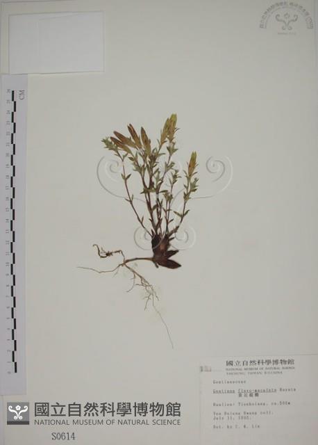 黃斑龍膽藏品圖，第1張