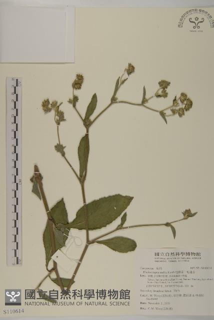 地膽草、毛蓮菜藏品圖，第1張