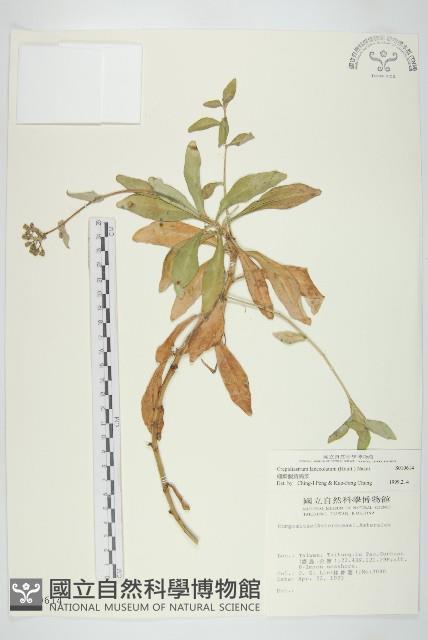 細葉假黃鵪菜藏品圖，第1張