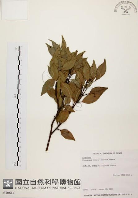 山肉桂、台灣肉桂藏品圖，第1張