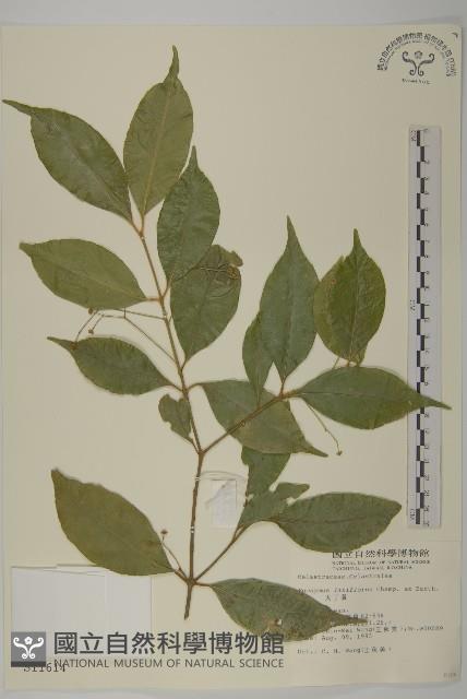 大丁黃藏品圖，第1張